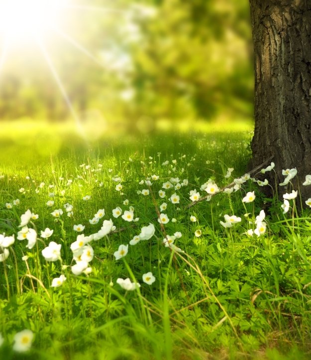 Bloemen in de zon