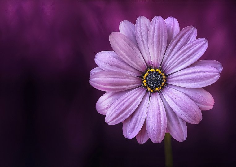 Paarse bloem